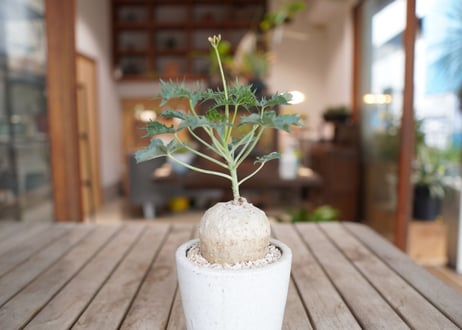 錦珊瑚　Jatropha berlandieri
