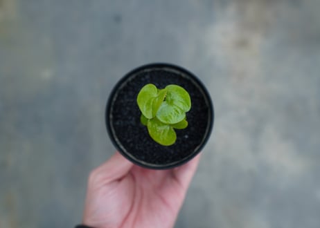 亀甲竜　Dioscorea elephantipes