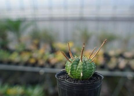 ユーフォルビア　スーパーバリダ　Euphorbia super valida  No.3