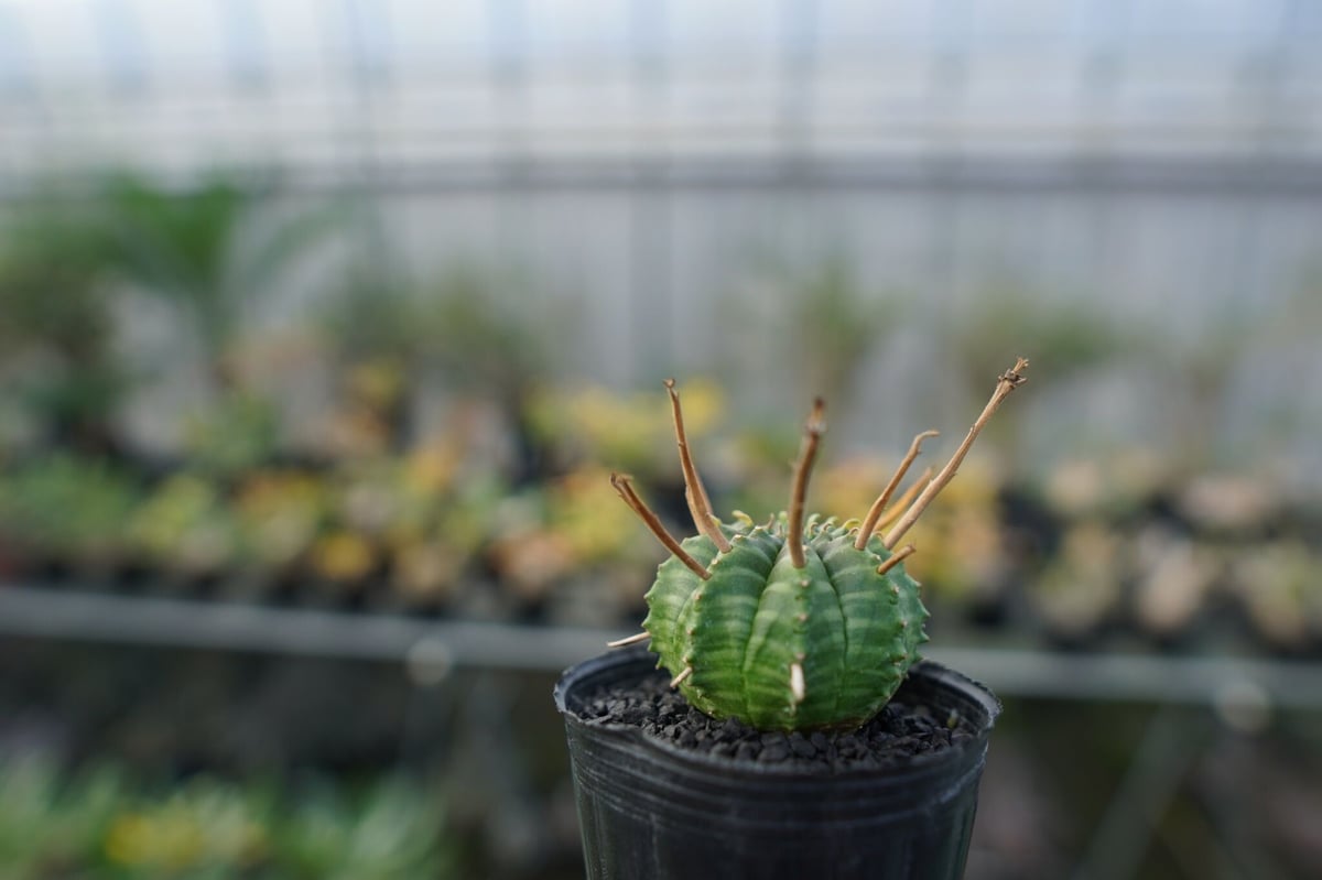 ユーフォルビア スーパーバリダ Euphorbia super valida No.3 |