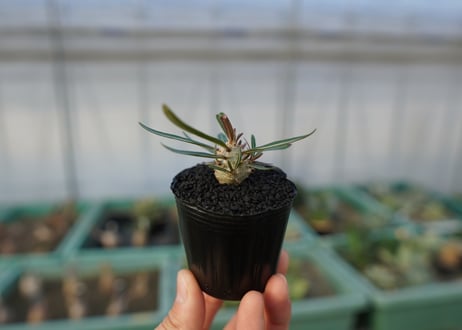 パキポディウム　グラキリス　 Pachypodium Gracilius  No.3