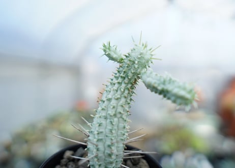 ユーフォルビア　ミルクトロン　Euphorbia mammillaris cv. variegat　No.1
