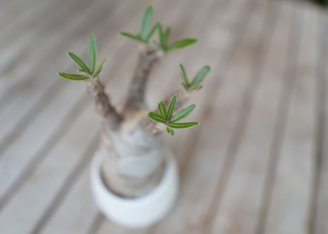 パキポディウム　グラキリス　 Pachypodium Gracilius