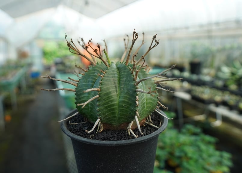ユーフォルビア スーパーバリダ Euphorbia super valida No.3 |