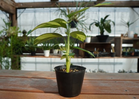 カラテア　クテナンテ　ルベルシアーナ　Ctenanthe lubbersiana
