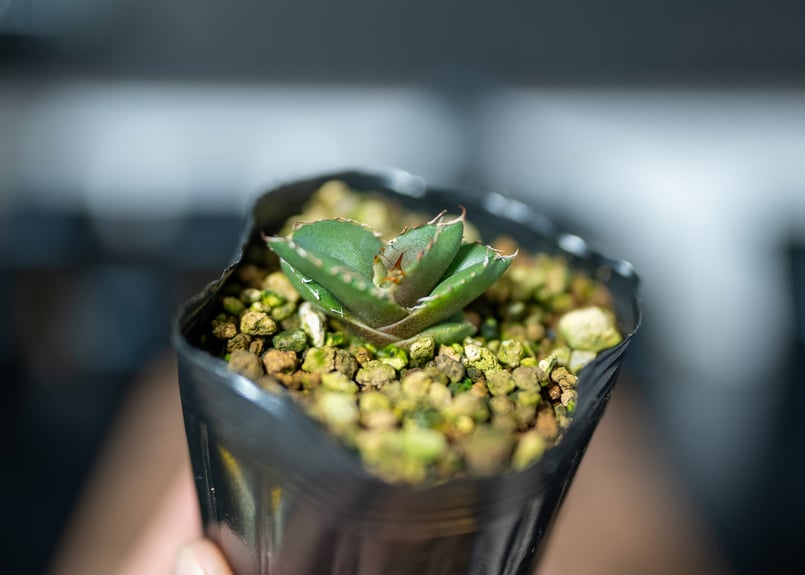 アガベ オテロイ 沖縄実生 | mana's farm:塊根植物・アガベ・ドライ