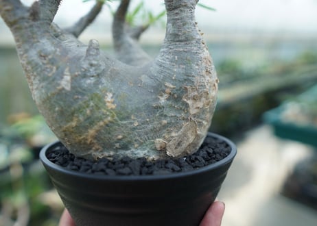 パキポディウム　グラキリス　 Pachypodium Gracilius  No.2