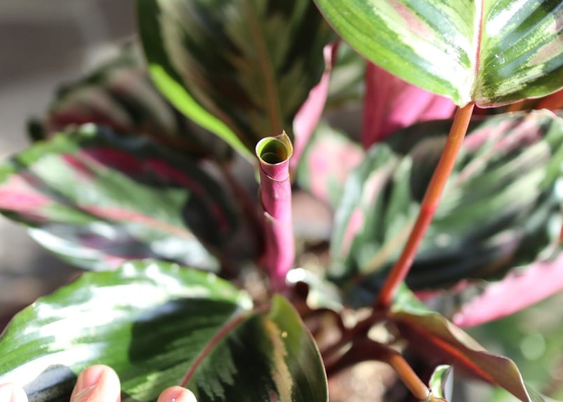 カラテア メダリオンV2 | mana's farm:塊根植物・アガベ・ドライ