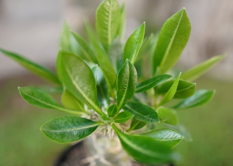 パキポディウム　恵比寿笑い接木　Pachypodium brevicaule