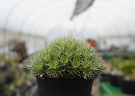 デウトコロニア　クロランサ　Deuterocohnia chlorantha