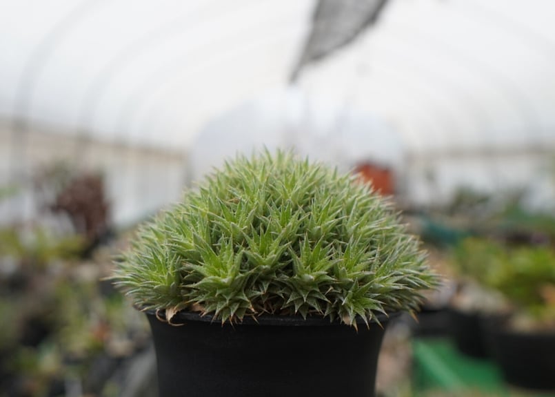 デウトコロニア クロランサ Deuterocohnia chlorantha | mana's