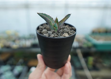 アガベ　チタノタ　 ブラックアンドブルー 　Agave titanota black and blue　No.1