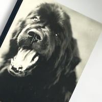 Title/Gentle Giants Author/ Bruce Weber