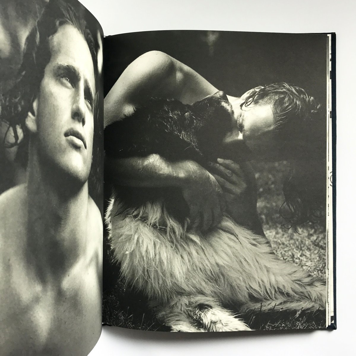 Title/Gentle Giants Author/ Bruce Weber | COWBOOKS
