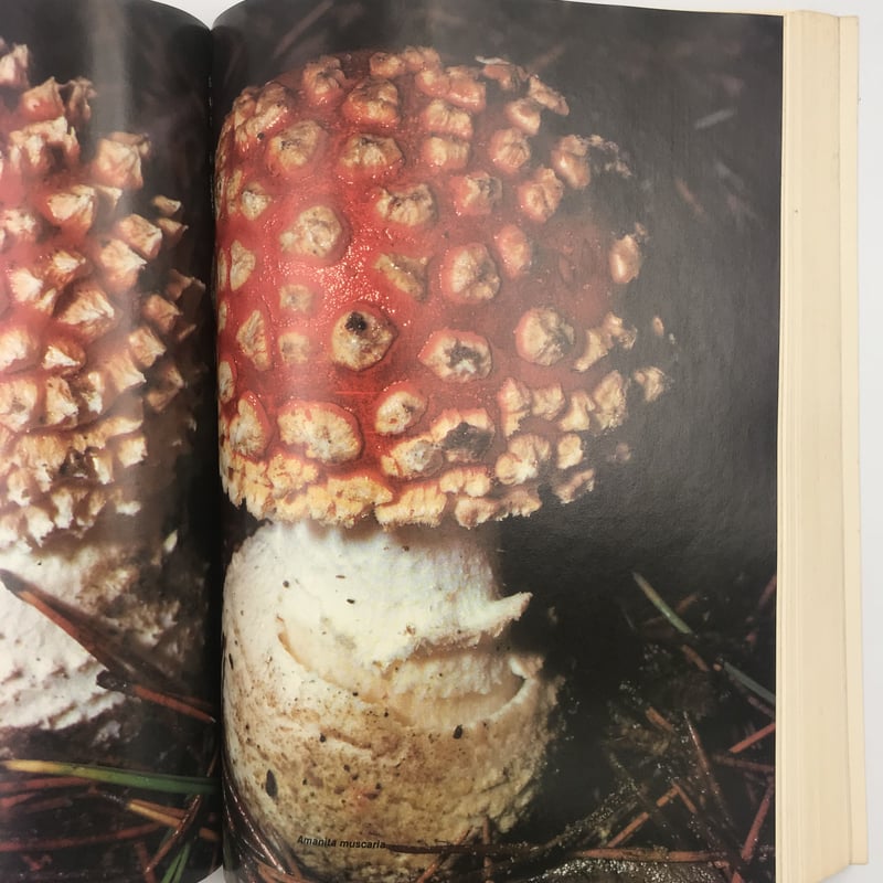 Title/ High Times Encyclopedia Author/ Robert