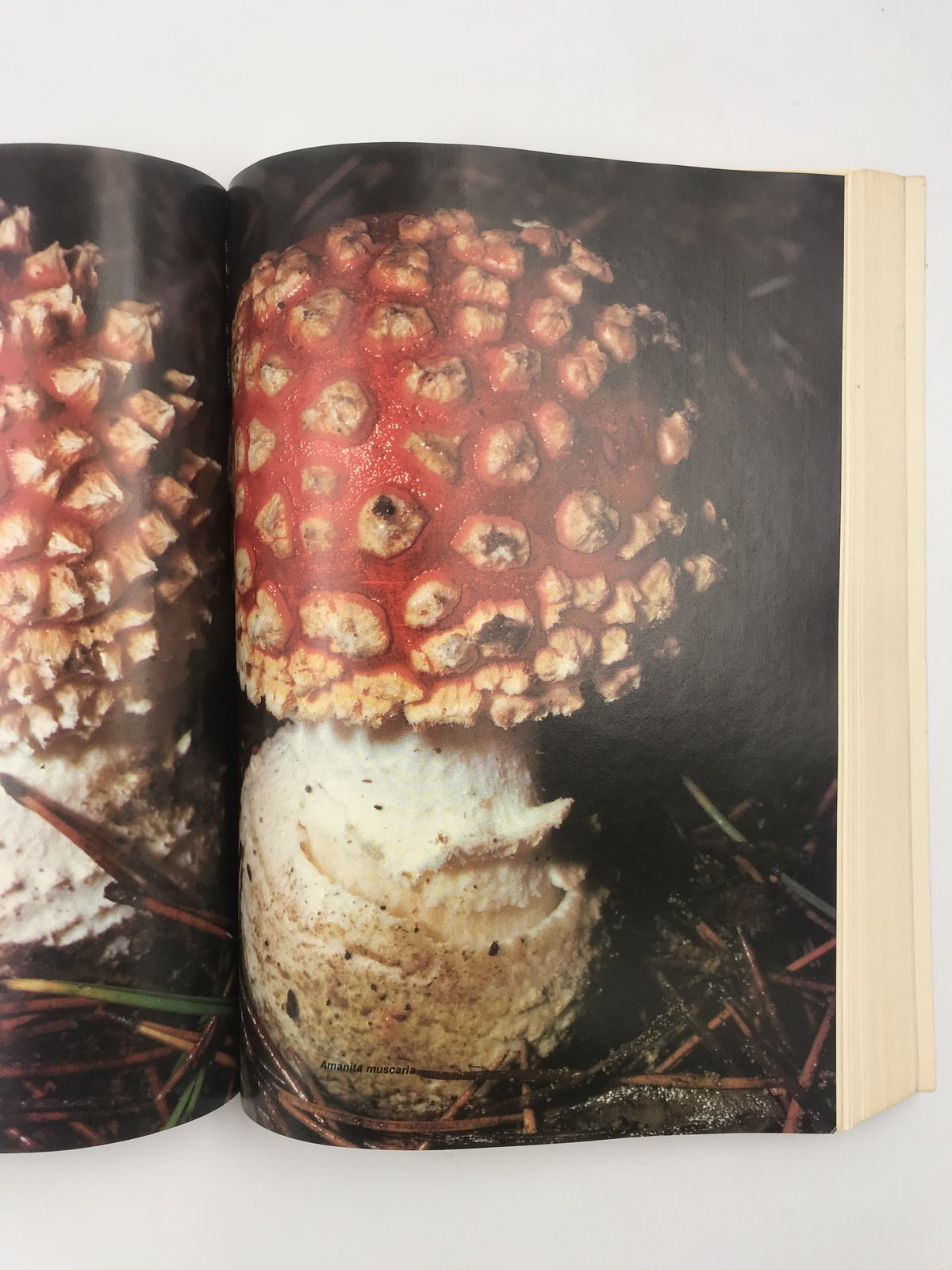 Title/ High Times Encyclopedia Author/ Robert