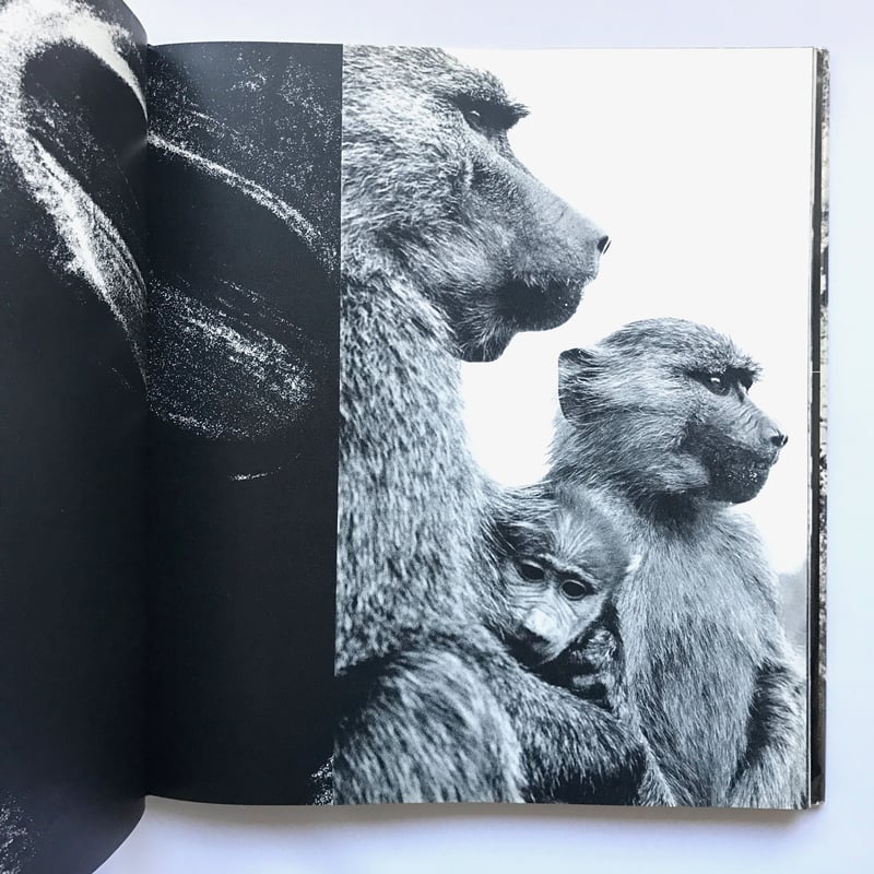 Title/ African Image Author/ Sam Haskins | COWB