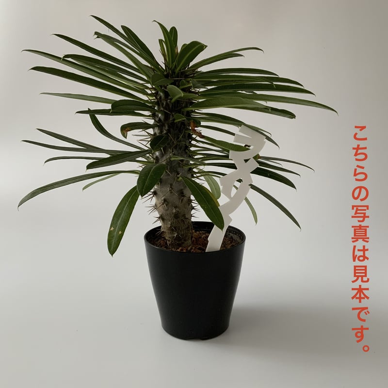 kk2018　ロックス　Lサイズ プリグロックスL | OATアグリオ株式会社 | OATアグリオ株式会社