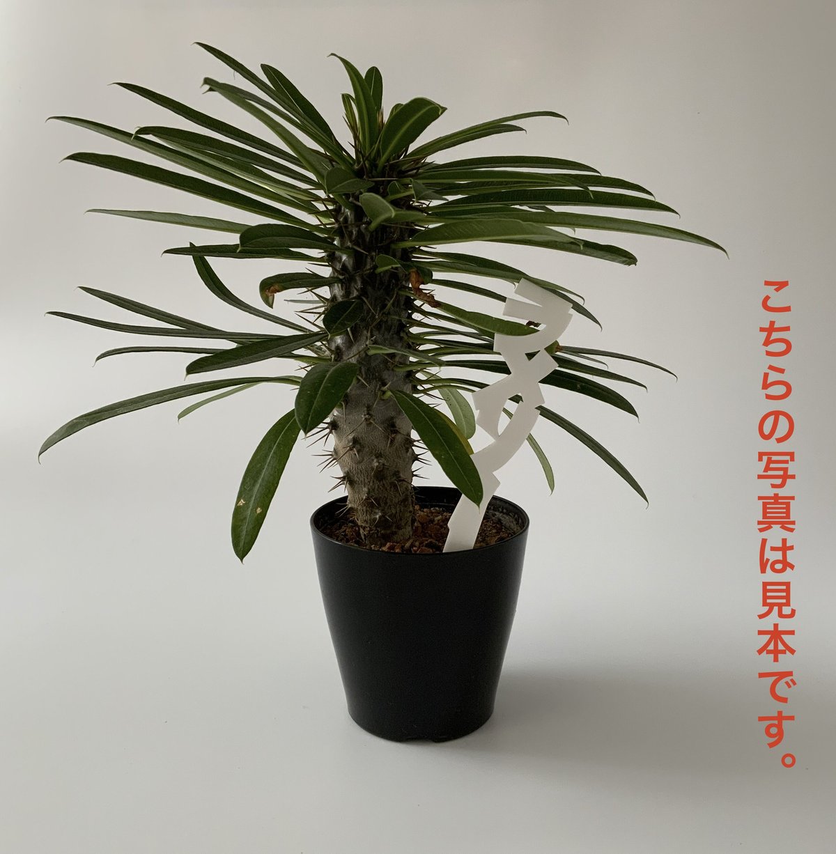 kk2018 ロックス Lサイズ FEROX(フェロックス)L』 | wacoo