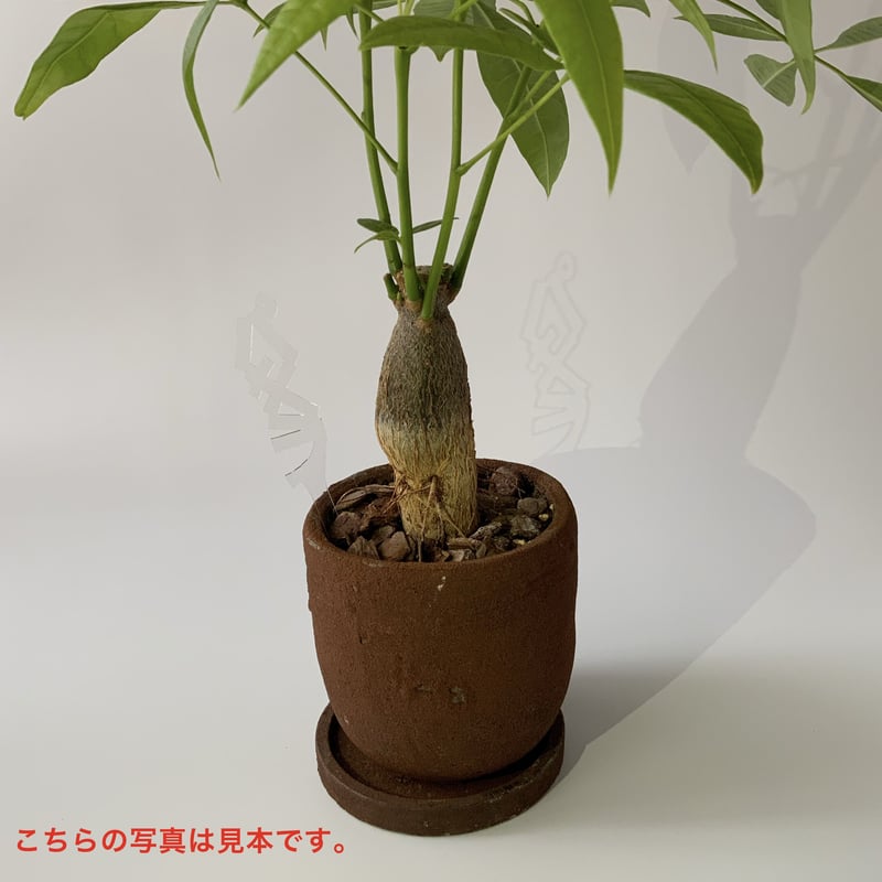 PACHIRA(パキラ)』M | wacoo