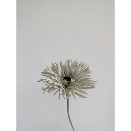 Artificial flower / spider gerbera / 2 color