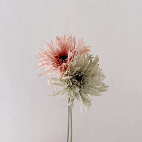 Artificial flower / spider gerbera / 2 color