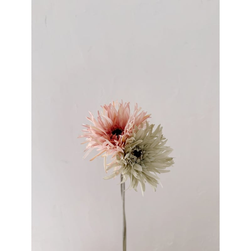 Artificial flower / spider gerbera / 2 color |