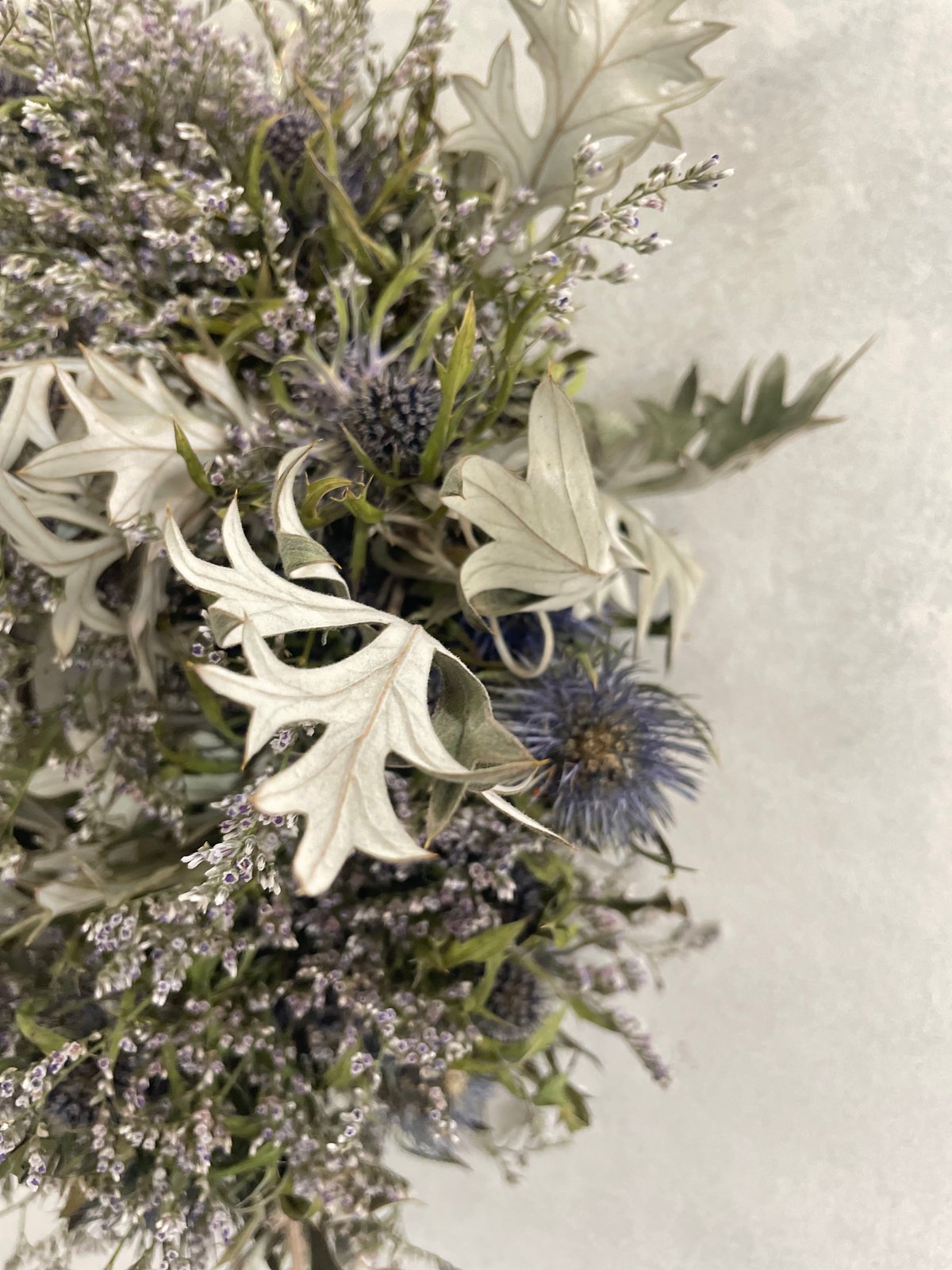 パンパスグラスとアナベルのブルーなフライングリース　エリンジウム　ルリタマアザミ パンパスグラスとアナベルのブルーなフライングリース エリンジウム