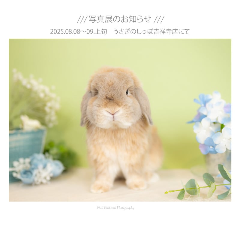 写真展「うさグラフ」作品販売 | nuiishibashi online store