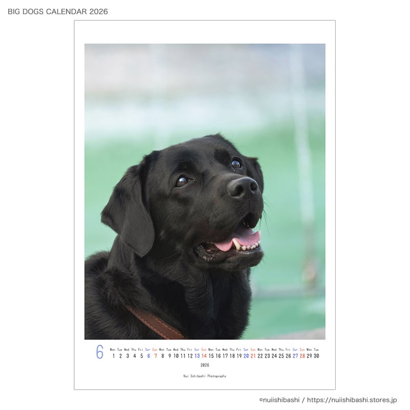 きいぬ After arriving in Shikoku, the Shiba Inu dogs freeze when they