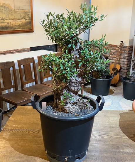 CATEGORY オリーブ古木 | narushuuolive online store