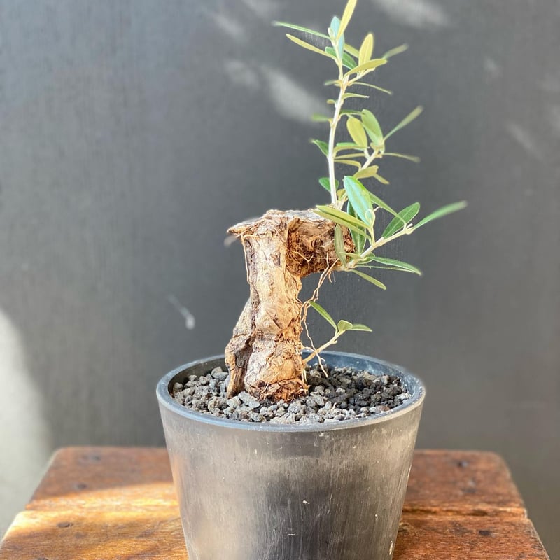 古木オリーブ(盆栽風仕立て)観葉植物