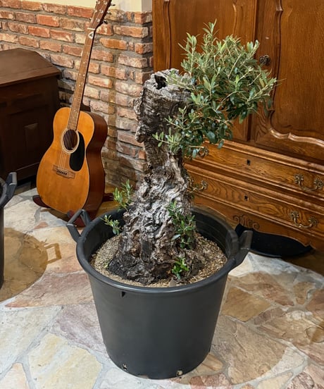 CATEGORY オリーブ古木 | narushuuolive online store