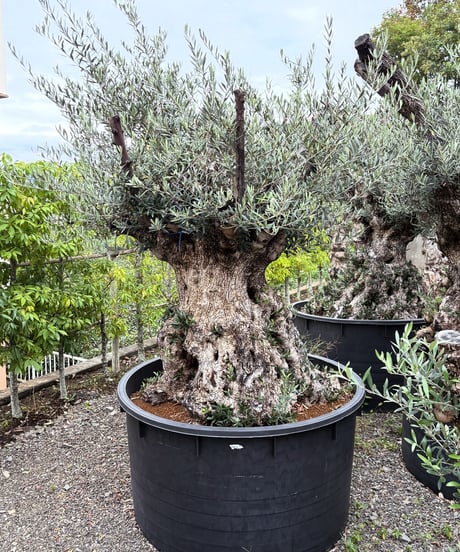 【現品】オリーブの古木　品種名：コラチナ　オールドオリーブ　超大株　15号E51 現品】オリーブの古木 品種名：コラチナ オールドオリーブ 超大株 15号E51