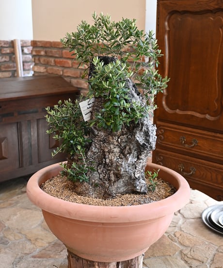 オリーブ古木2 Old Olive 古木オリーブ［No.07］× 11号鉢 (φ33cm) | Botanic