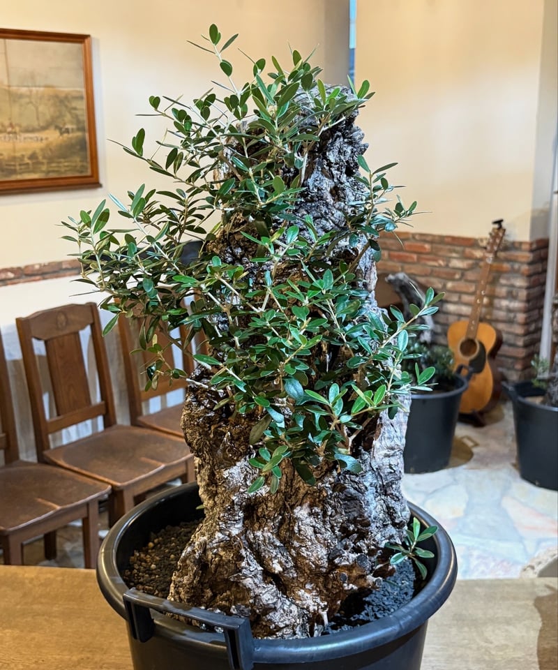 La Roca N.8 2025 Autumn | narushuuolive online