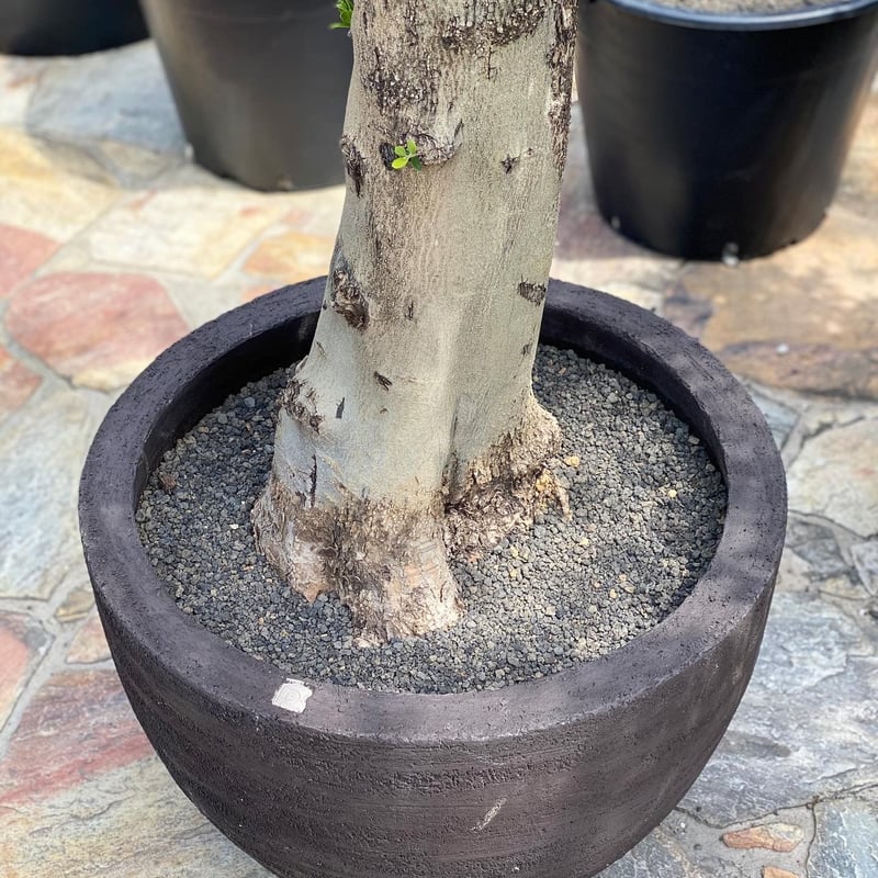 Import Olive no.2019/9/27 N24 <Hojiblanca> DOM 