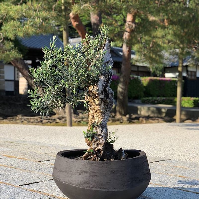 オリーブ盆栽　Olive Bonsai Antique