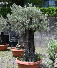 Picual no22-3