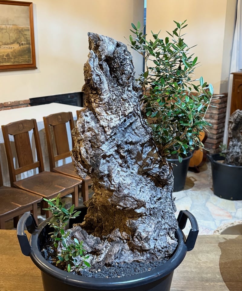 La Roca N.8 2025 Autumn | narushuuolive online