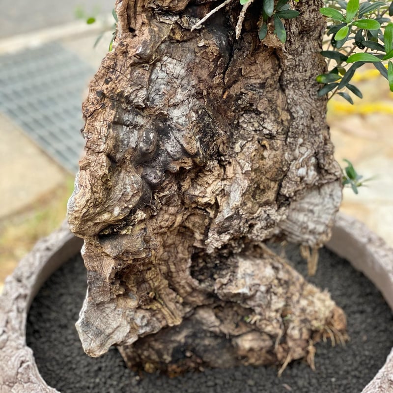 ドマーニ　LAVA 約60cm幅　domani ドマーニ LAVA 約60cm幅 - メルカリ