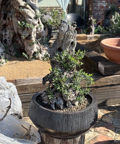 CATEGORY オリーブ古木 | narushuuolive online store