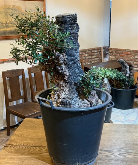 CATEGORY オリーブ古木 | narushuuolive online store