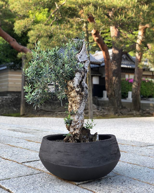 オリーブ　古木　盆栽 ⭐︎品種不明②⭐︎ オリーブ 盆栽 古木 オリーブの木 ⭐︎品種