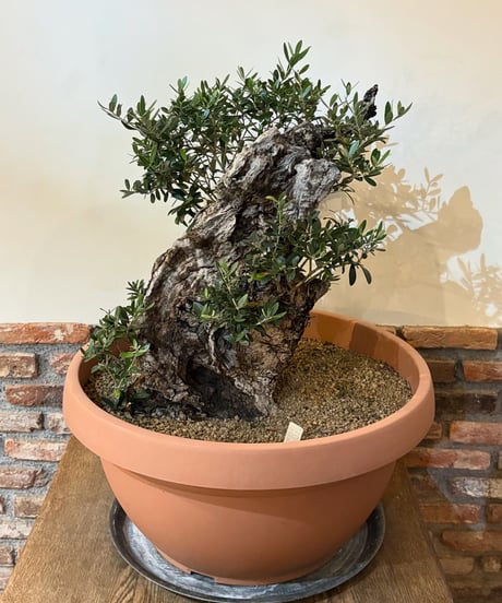 オリーブ　古木　盆栽　抜き苗 オリーブ 古木 盆栽 抜き苗