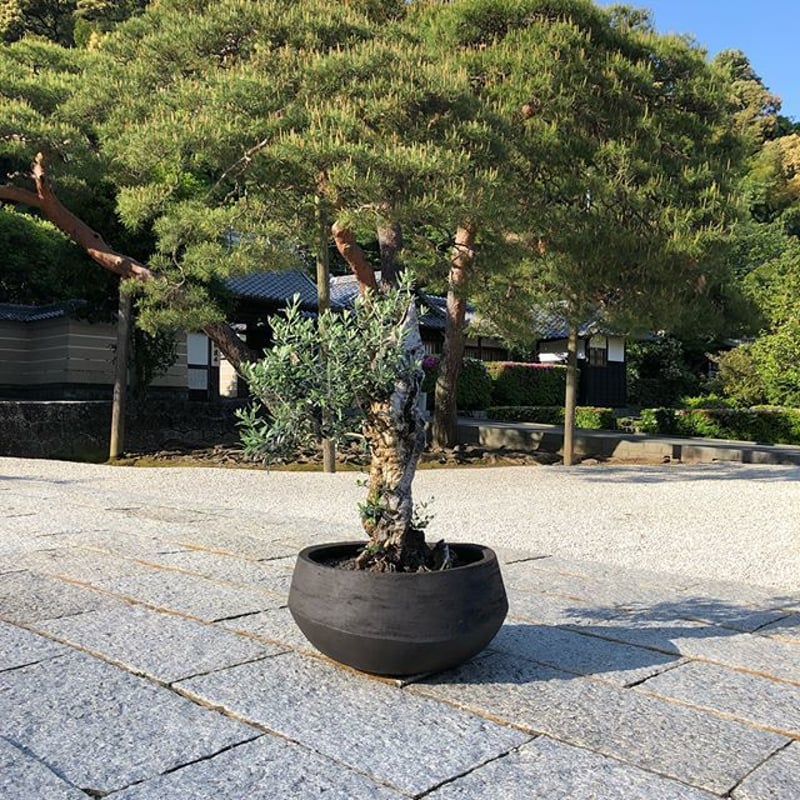 古木 オールドオリーブ 樹齢200年