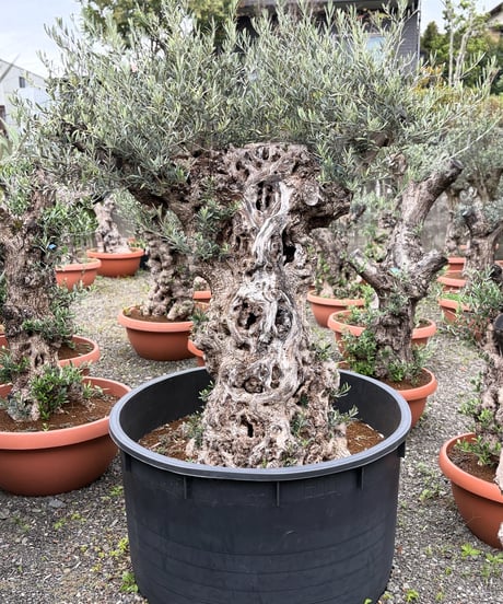オリーブ　古木 Yahoo!オークション - オリーブ古木 古木オリーブ