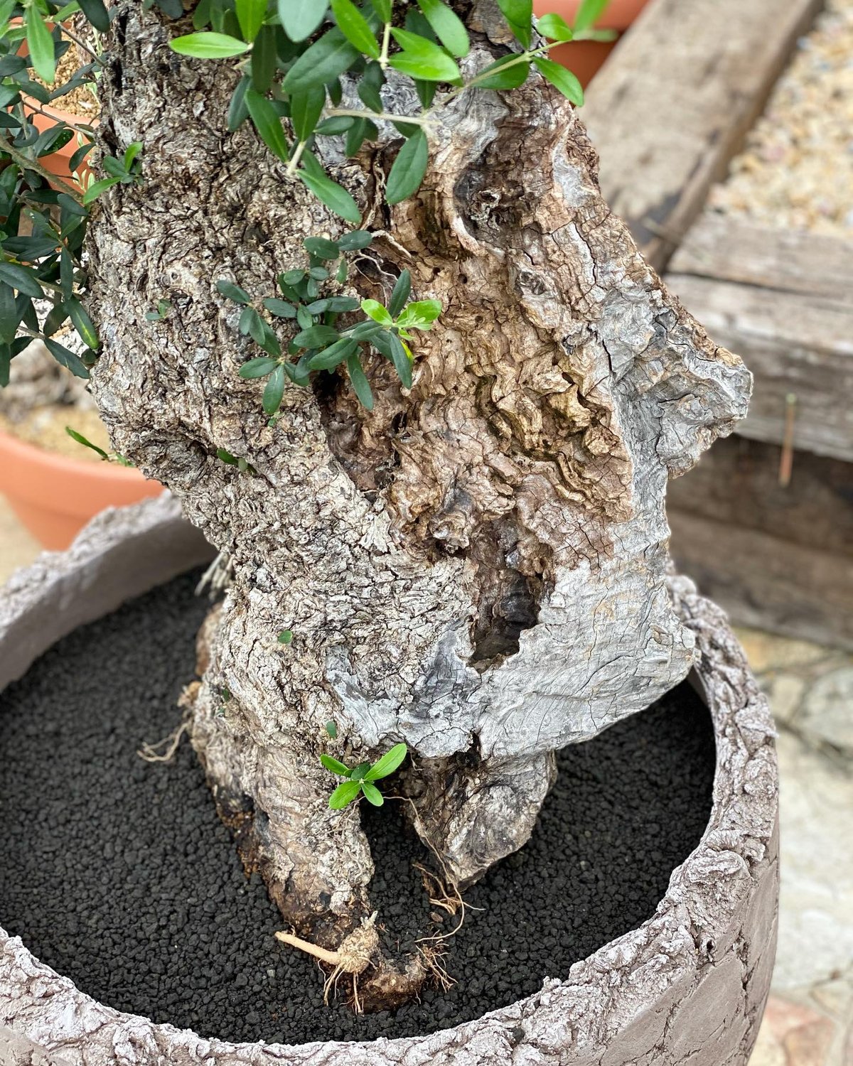 Import 2020/2 No.19 DOMANI Lava pot 60 | narus