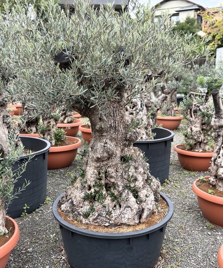 ☆☺︎⭐︎☺︎☆& BUHI オリーブの木 古木 螺旋 10号 観葉植物