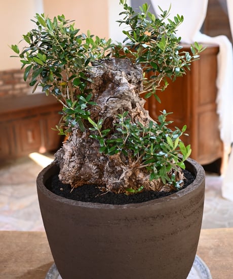 ★☺︎⭐︎☺︎★...& BUHI　オリーブの木　古木　螺旋　10号 観葉植物 オリーブの木 10号 レッチーノ Eco Stone (エコ